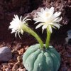 Matucana_madisoniorum